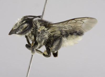 Megachile texana Female