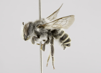 Megachile texana Male