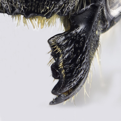Megachile inermis Female Mandible