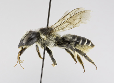 Megachile inermis Female