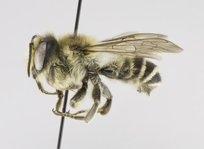 Megachile inermis Male