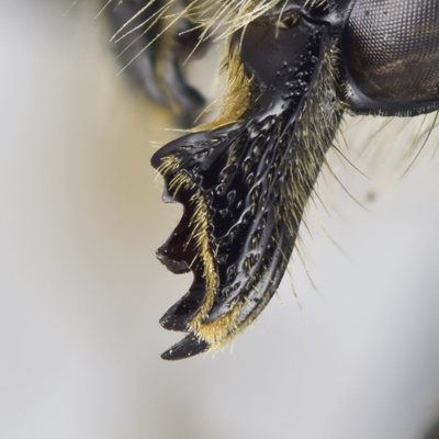Megachile lapponica Female Mandible