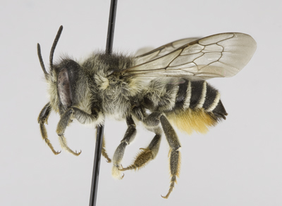 Megachile lapponica Female