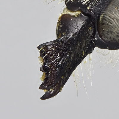 Megachile montivaga Female Mandible