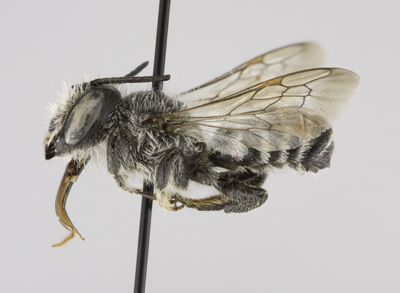 Megachile montivaga Male