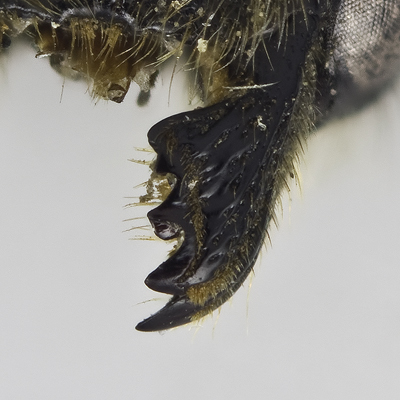 Megachile relativa Female Mandible