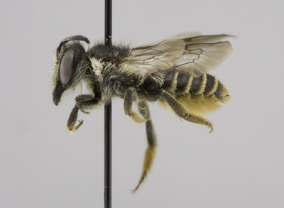 Megachile relativa Female