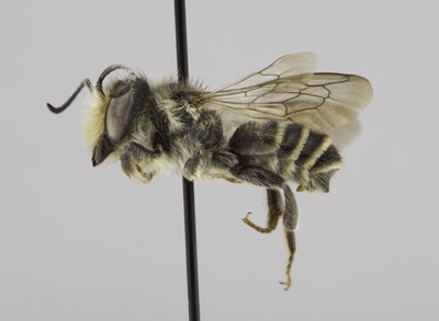 Megachile relativa Male