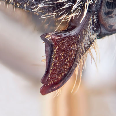 Megachile anograe Female Mandible