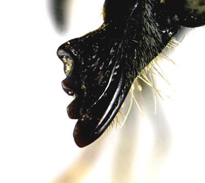 Megachile casadae Female Mandible