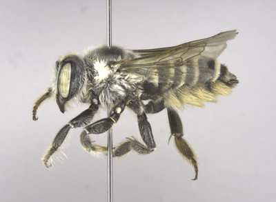 Megachile casadae Female