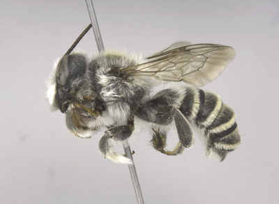 Megachile casadae Male