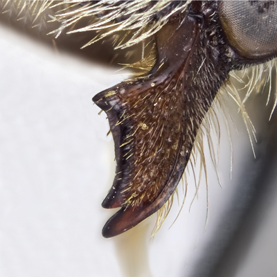 Megachile sublaurita Female Mandible