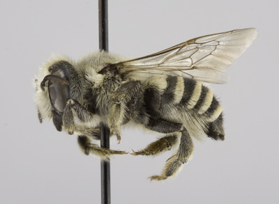 Megachile sublaurita Female