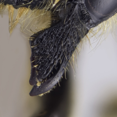 Megachile ericetorum Female Mandible