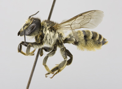 Megachile ericetorum Female