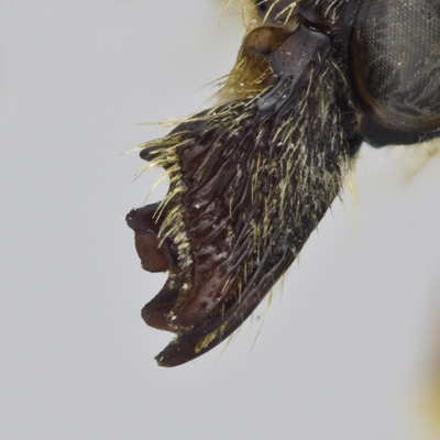 Megachile fidelis Female Mandible
