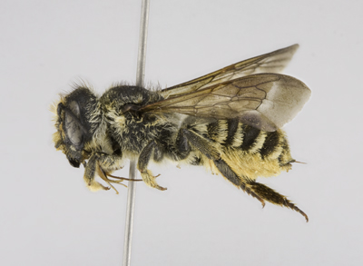 Megachile fidelis Female