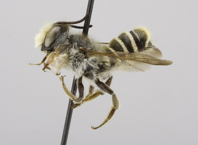 Megachile fidelis Male