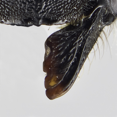 Megachile circumcincta Female Mandible