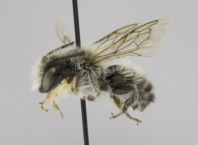 Megachile circumcincta Male