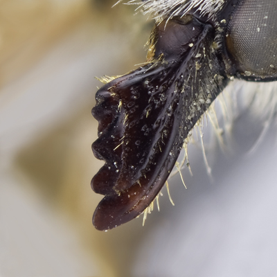 Megachile dentitarsus Female Mandible
