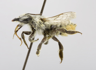 Megachile dentitarsus Female