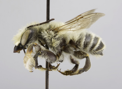 Megachile dentitarsus Male
