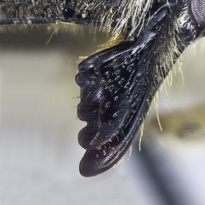 Megachile latimanus Female Mandible