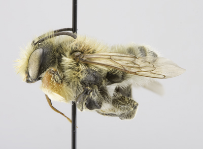 Megachile latimanus Male