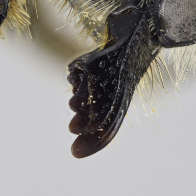 Megachile perihirta Female Mandible