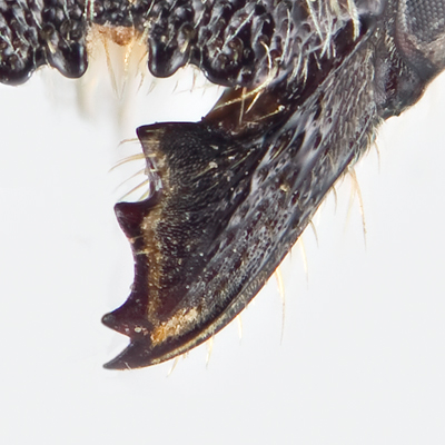 Megachile angelarum Female Mandible