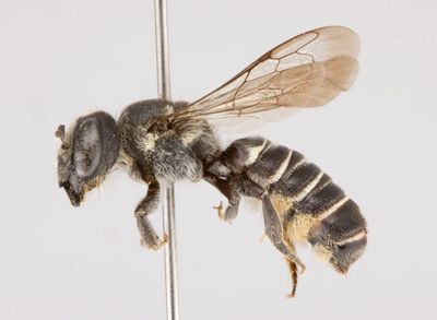 Megachile angelarum Female