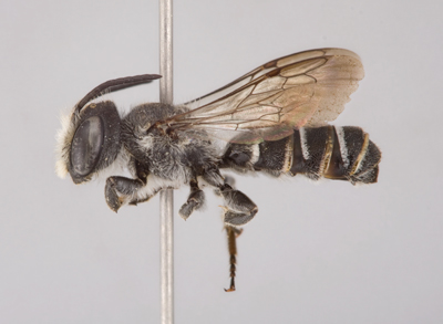 Megachile angelarum Male