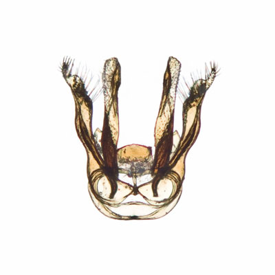 Megachile apicalis Male Genitalia
