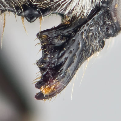 Megachile apicalis Female Mandible
