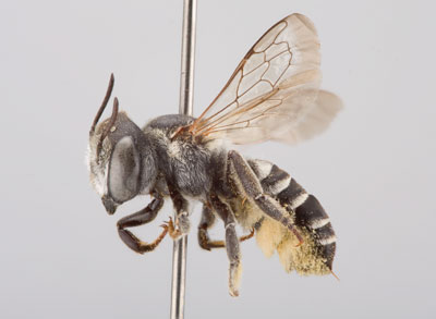 Megachile apicalis Female