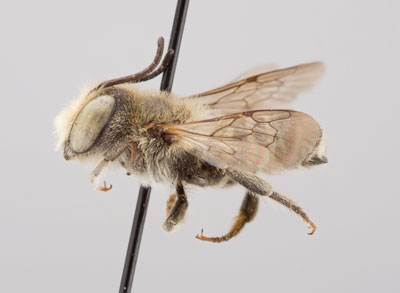 Megachile apicalis Male