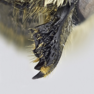 Megachile rotundata Female Mandible
