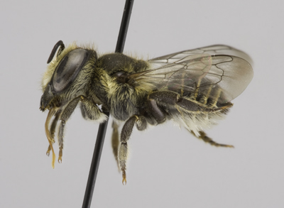 Megachile rotundata Female