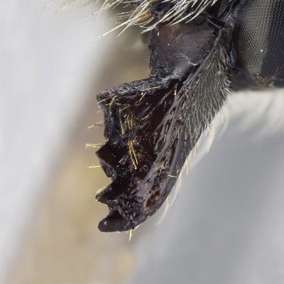 Megachile coquilletti Female Mandible