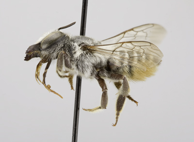 Megachile coquilletti Female