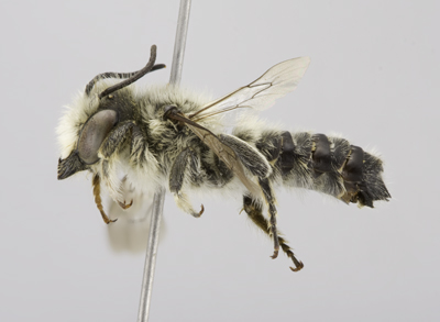 Megachile coquilletti Male