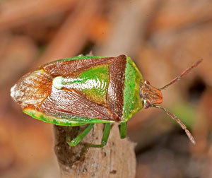 Stink bugs (Pentatomidae) and parent bugs (Acanthosomatidae) of