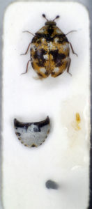 Image of a prepared dermestid beetle.